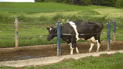 Cow Image 1