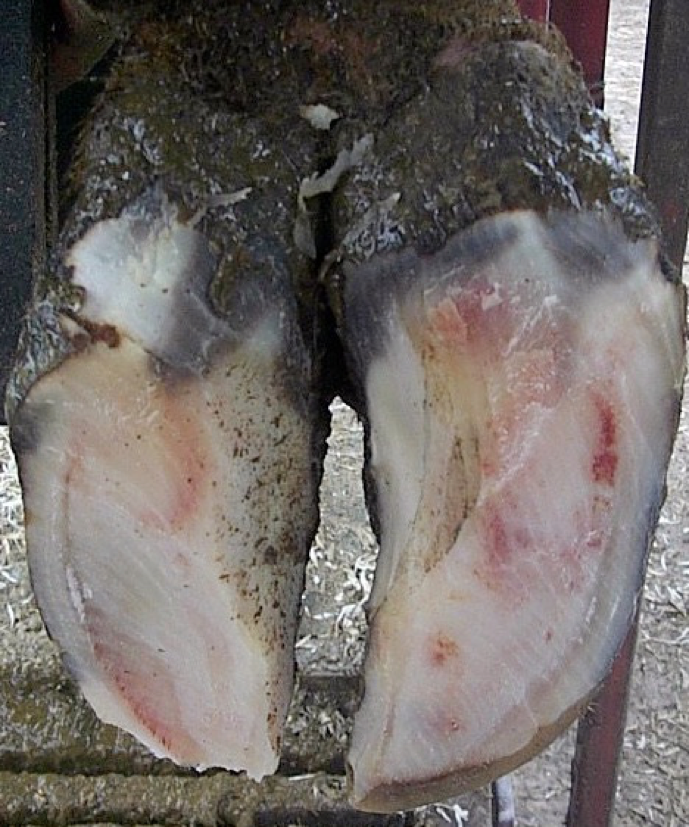 Diffuse-Sole-Hemorrhage