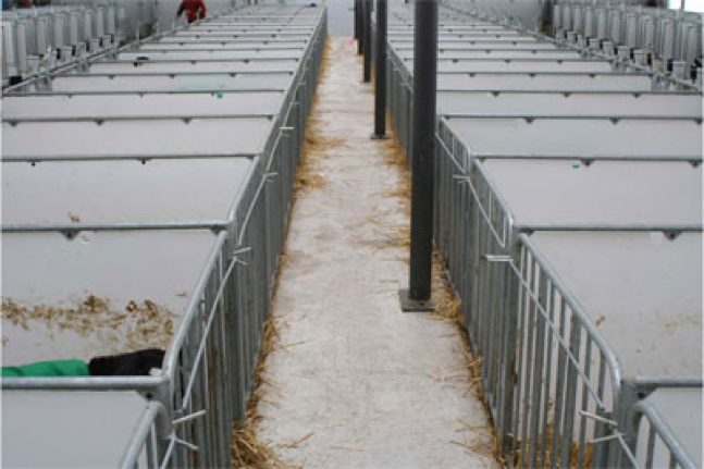 calf-barn-7