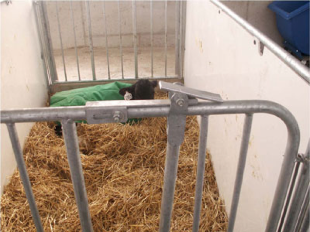 calf-barn-9