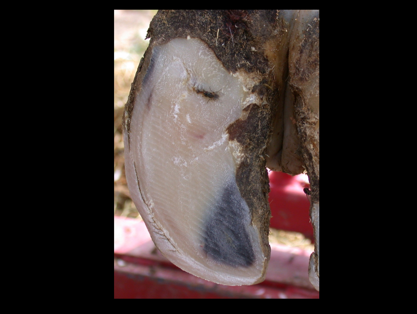 soleFracture-e1486743894924