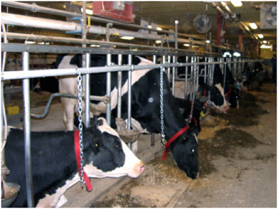 Tiestall Design - The Dairyland Initiative